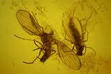 Seven Fossil Flies (Diptera) In Baltic Amber #173636-3